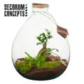 Arrangement Terrarium