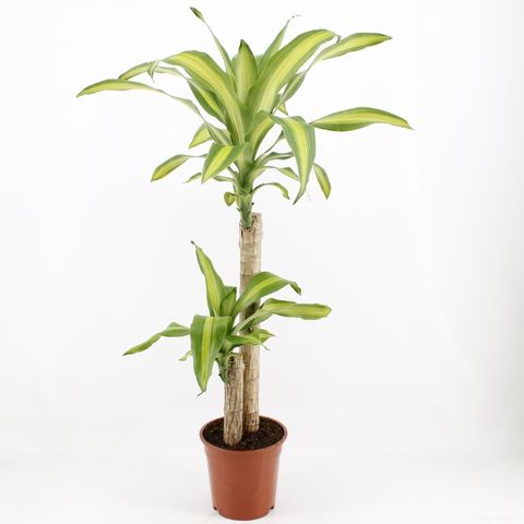 Dracaena fragrans 'Massangeana'