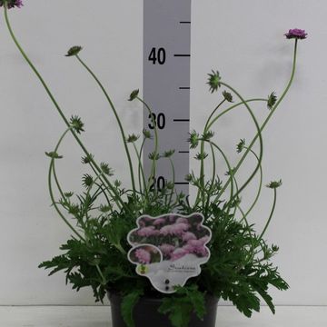 Scabiosa columbaria 'Pink Mist'
