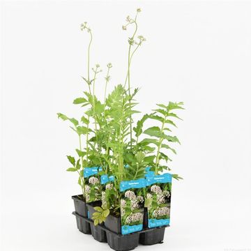 Valeriana officinalis