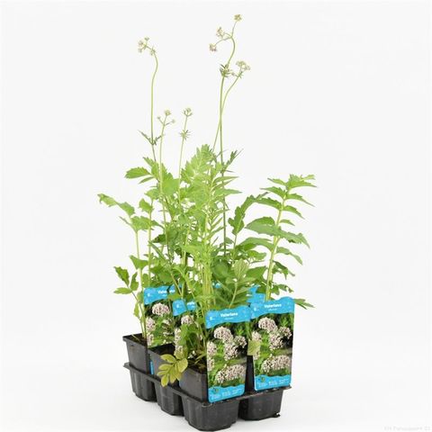 Valeriana officinalis