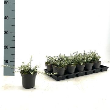 Euonymus fortunei SILVER CARPET