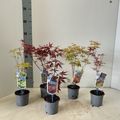 Acer palmatum MIX