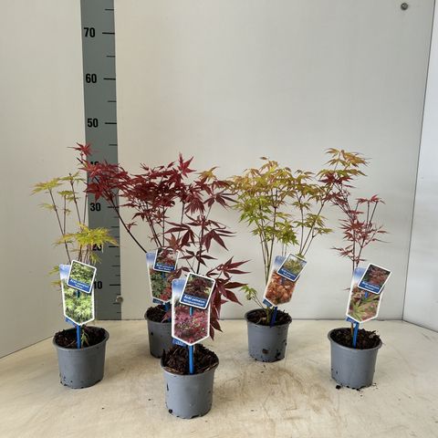 Acer palmatum MIX