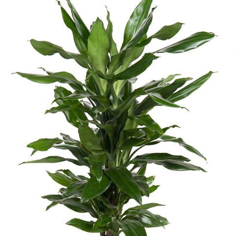 Dracaena fragrans 'Джанет Линд' (Ammerlaan, The Green Innovater)