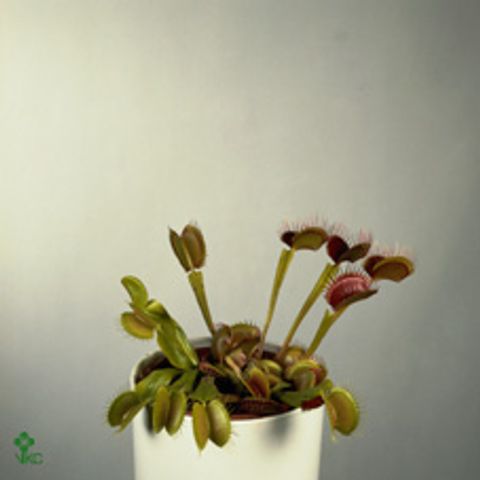 Dionaea muscipula