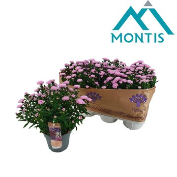 Aster SHOWMAKERS PRETTY PINK