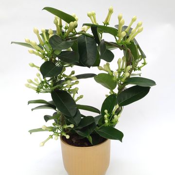 Stephanotis floribunda