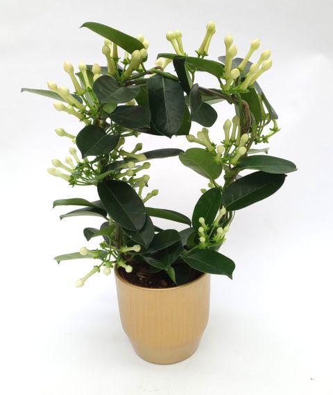 Stephanotis floribunda