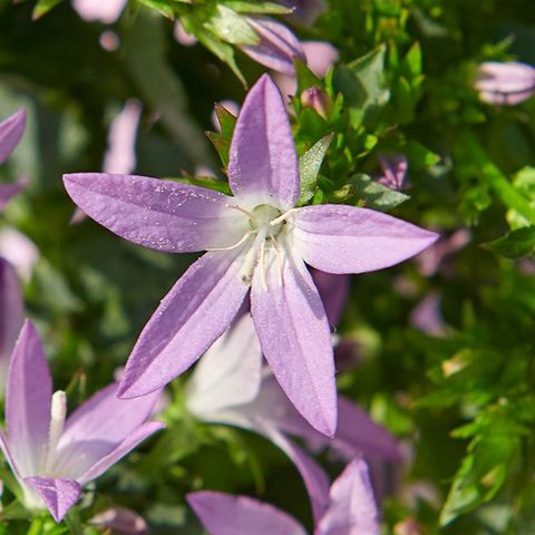 Campanula poscharskyana ADANSA PINK