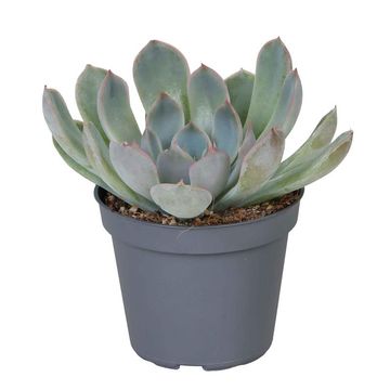 Echeveria 'Pink Edge'