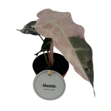 Alocasia 'Polly Variegata'