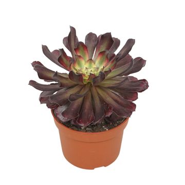 Aeonium 'Sunrise'