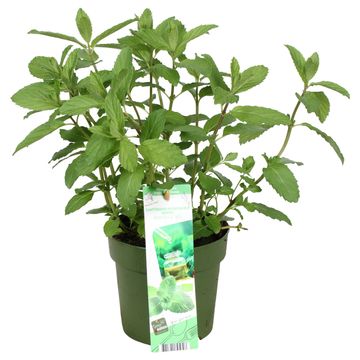 Mentha x piperita 'Swiss'