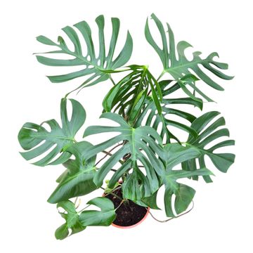 Monstera deliciosa 'Sierrana'