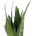Sansevieria zeylanica