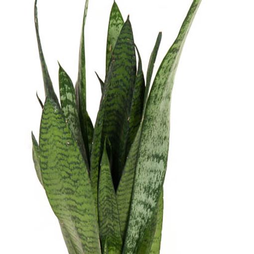 Sansevieria zeylanica