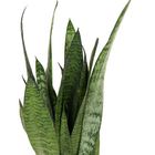 Sansevieria zeylanica