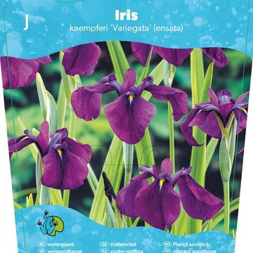 Iris ensata 'Variegata'