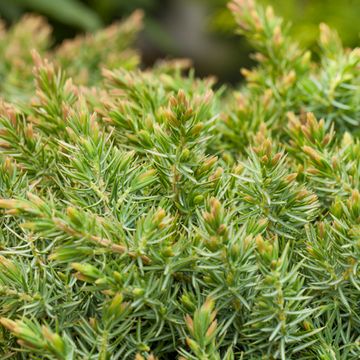 Juniperus conferta 'Schlager'