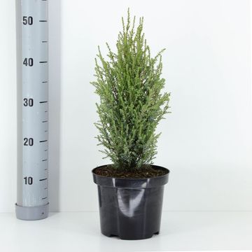 Juniperus communis 'Compressa'