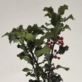Ilex aquifolium