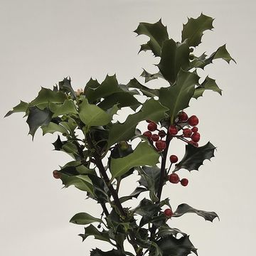 Ilex aquifolium