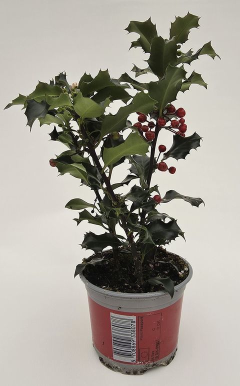 Ilex aquifolium