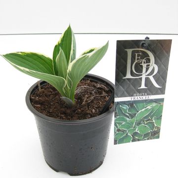 Hosta 'Francee'