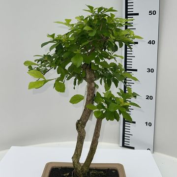 Duranta erecta