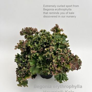 Begonia x erythrophylla 'Hovaria Kale'
