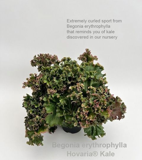 Begonia x erythrophylla 'Hovaria Kale'