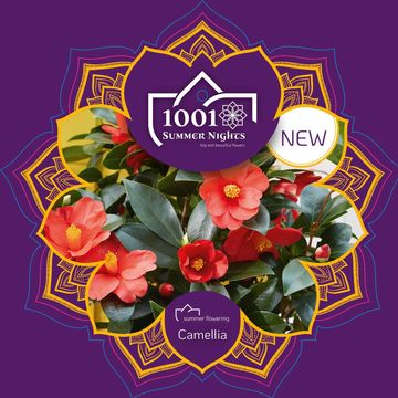 Camellia 1001 SUMMER NIGHTS