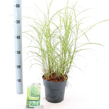 Miscanthus sinensis 'Little Zebra'