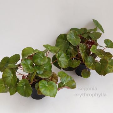 Begonia x erythrophylla