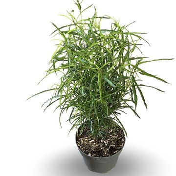 Frangula alnus FINE LINE