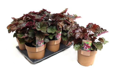 Heuchera americana 'Palace Purple Select'