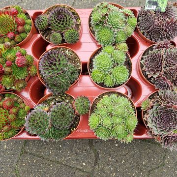 Sempervivum MIX