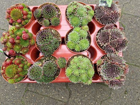 Sempervivum MIX