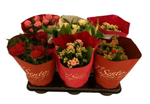 Φυτά εσωτερικού χώρου MIX