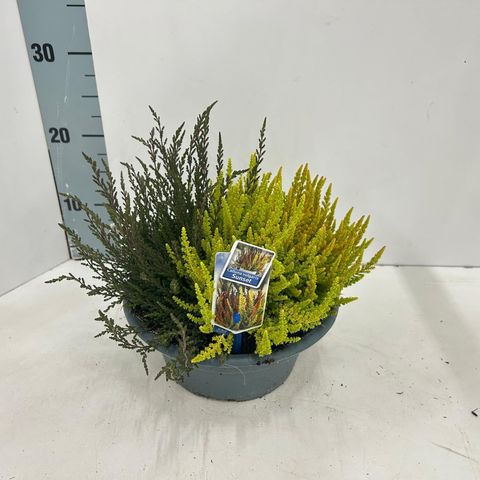 Calluna vulgaris MIX IN POT