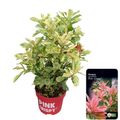 Photinia serratifolia PINK CRISPY