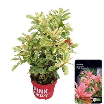Фотиния serratifolia PINK CRISPY