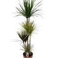 Dracaena MIX IN POT