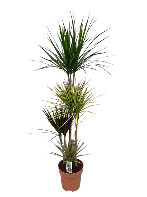 Dracaena MIX IN POT