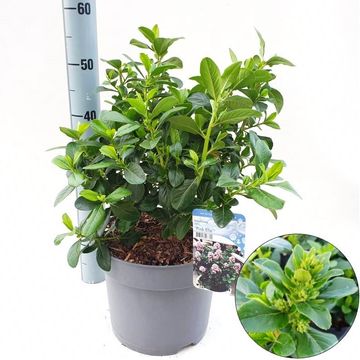 Escallonia laevis PINK ELLE