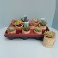 Succulenten MIX