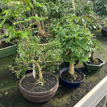 Bonsai MIX