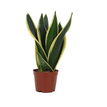 Sansevieria trifasciata 'Black Gold'