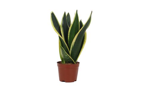Sansevieria trifasciata 'Black Gold'